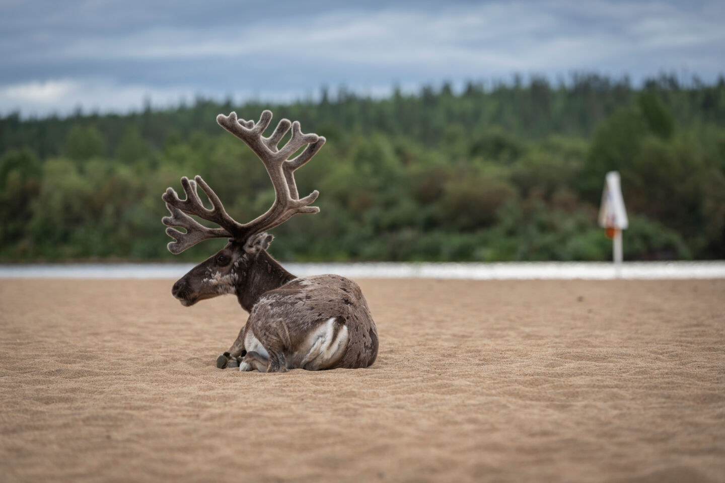 Reindeer on the beach in Finnish Lapland in summer