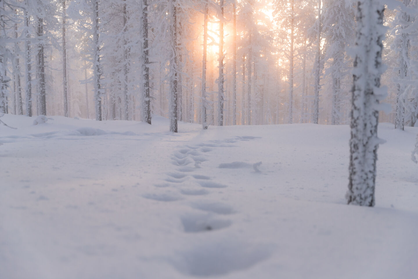 Winter in Finnish Lapland