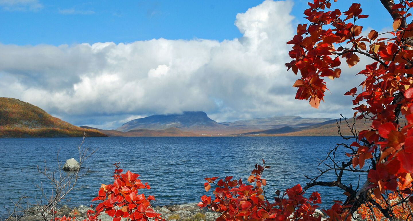 Autumn colors at Lake Kilpisjärvi, with a view of the Arctic fell Mt. Saana