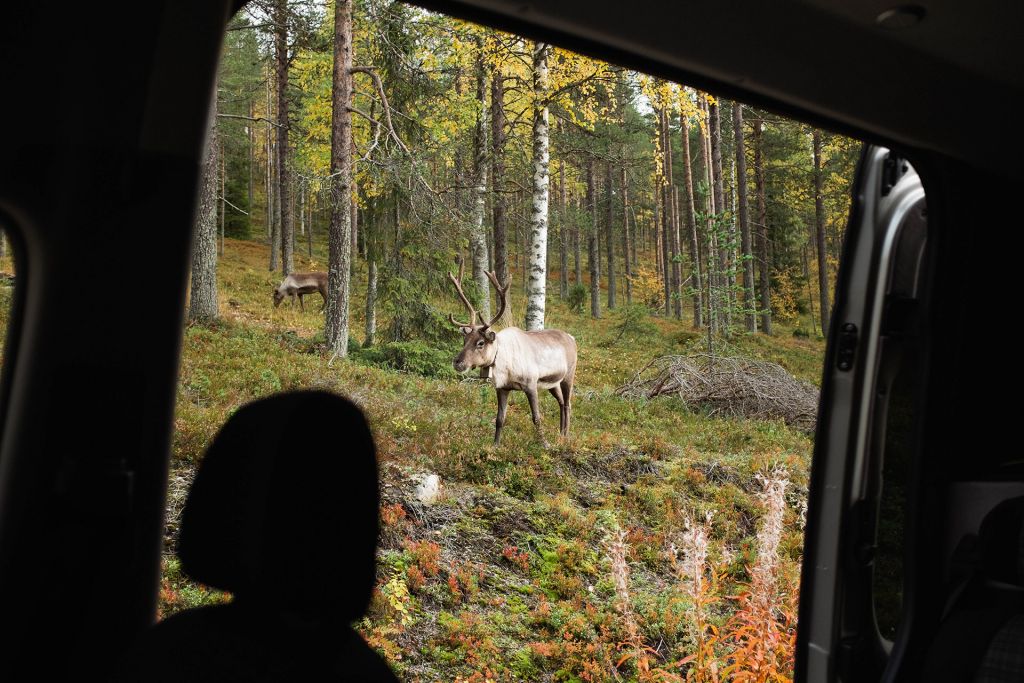 Reindeer in Lapland, Finland