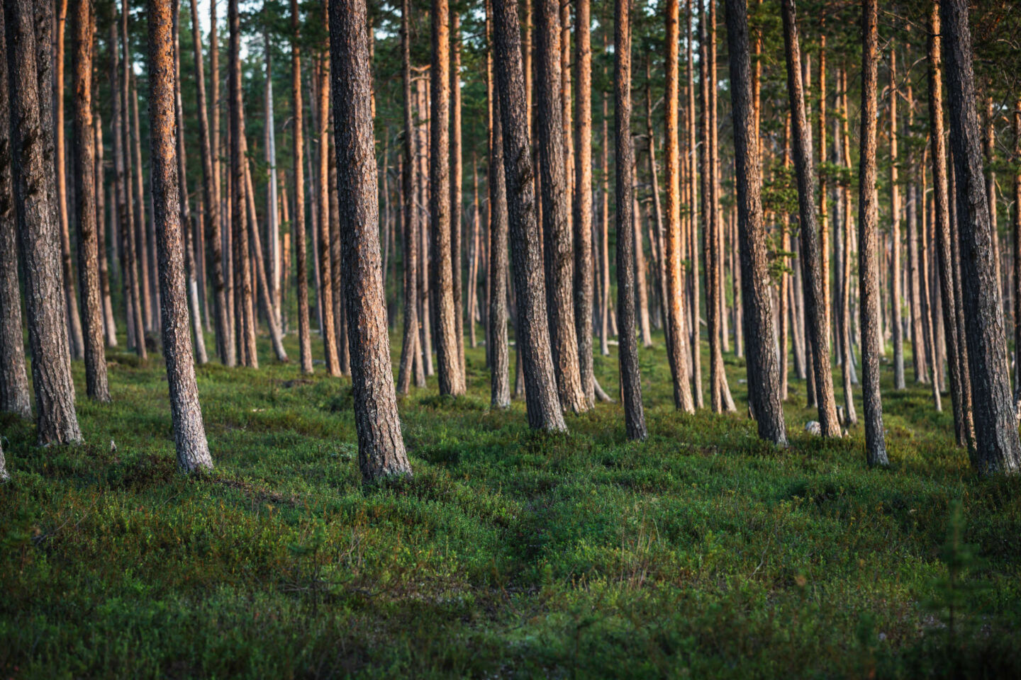 Summer in the forests of Finnish Lapland