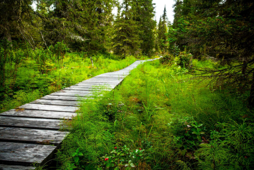 A trail through the green in Savukoski, a Finnish Lapland wilderness filming location
