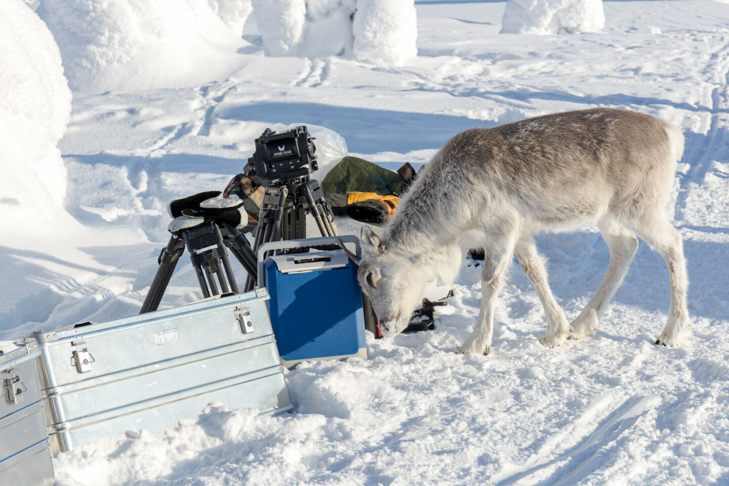 A curious reindeer on set of A Reindeer's Journey, filmed in Finnish Lapland