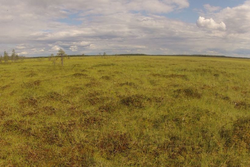 Bog in Ranua, Lapland, Finland