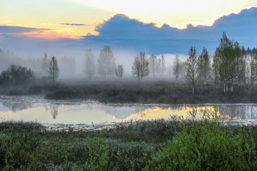 Bog in Ranua, Lapland, Finland