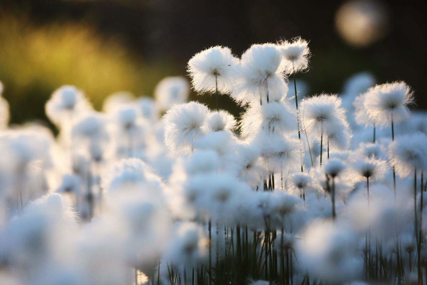 Cottongrass in Finnish Lapland in summer