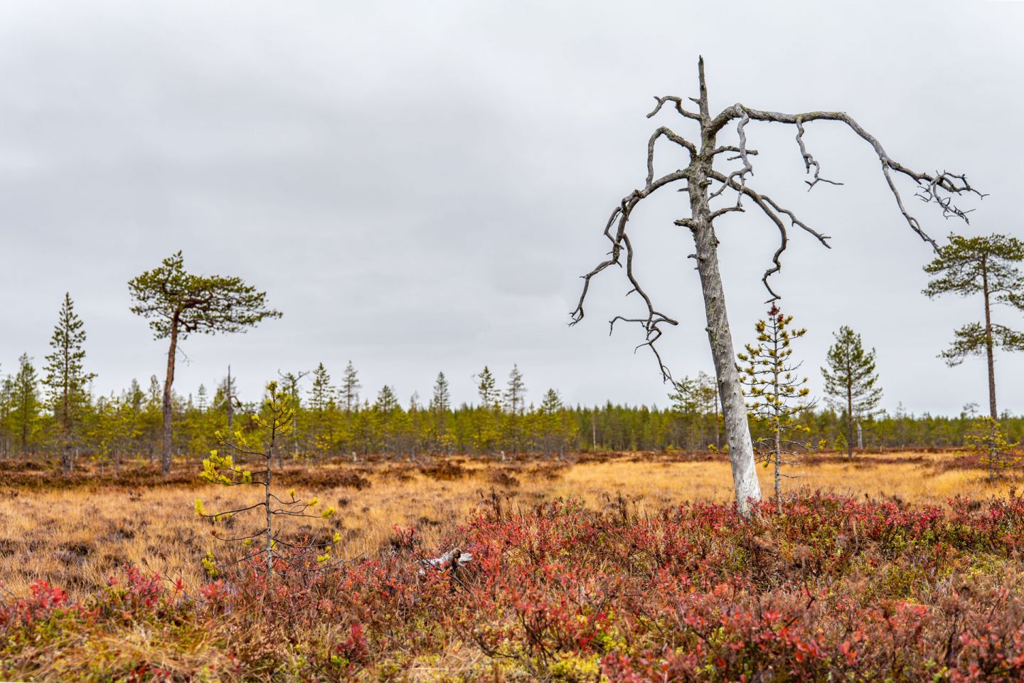 Autumn in Ranua, Finland