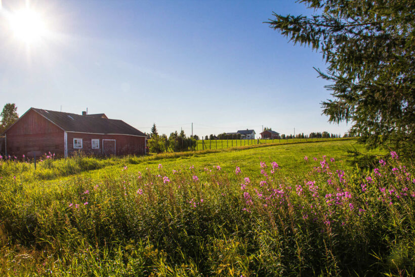 A summer field in Salla, a Finnish Lapland filming location