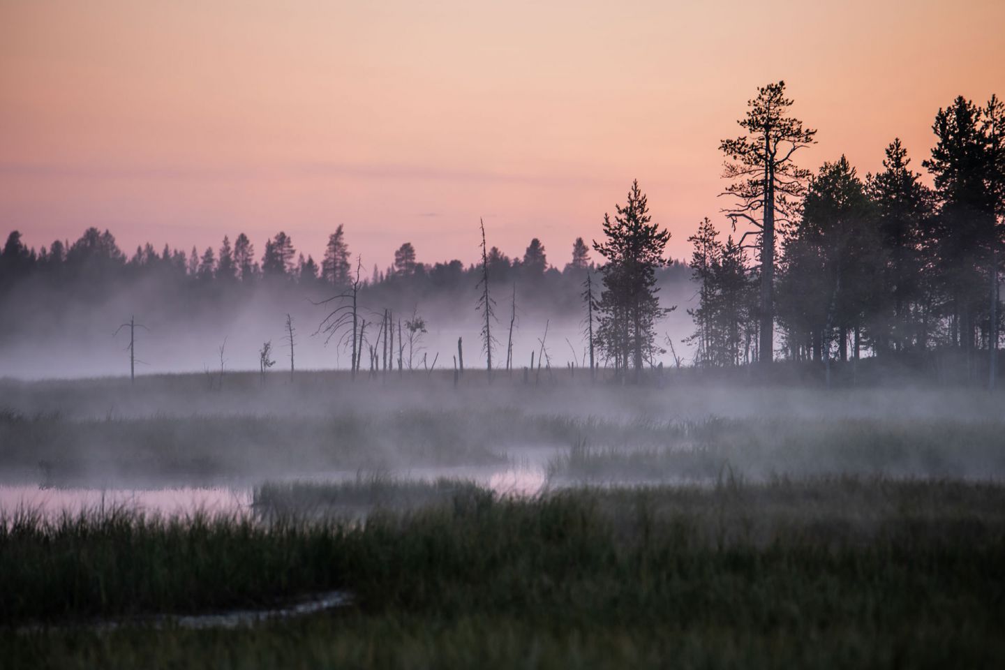 Härkäsuo in Ranua, Lapland, Finland