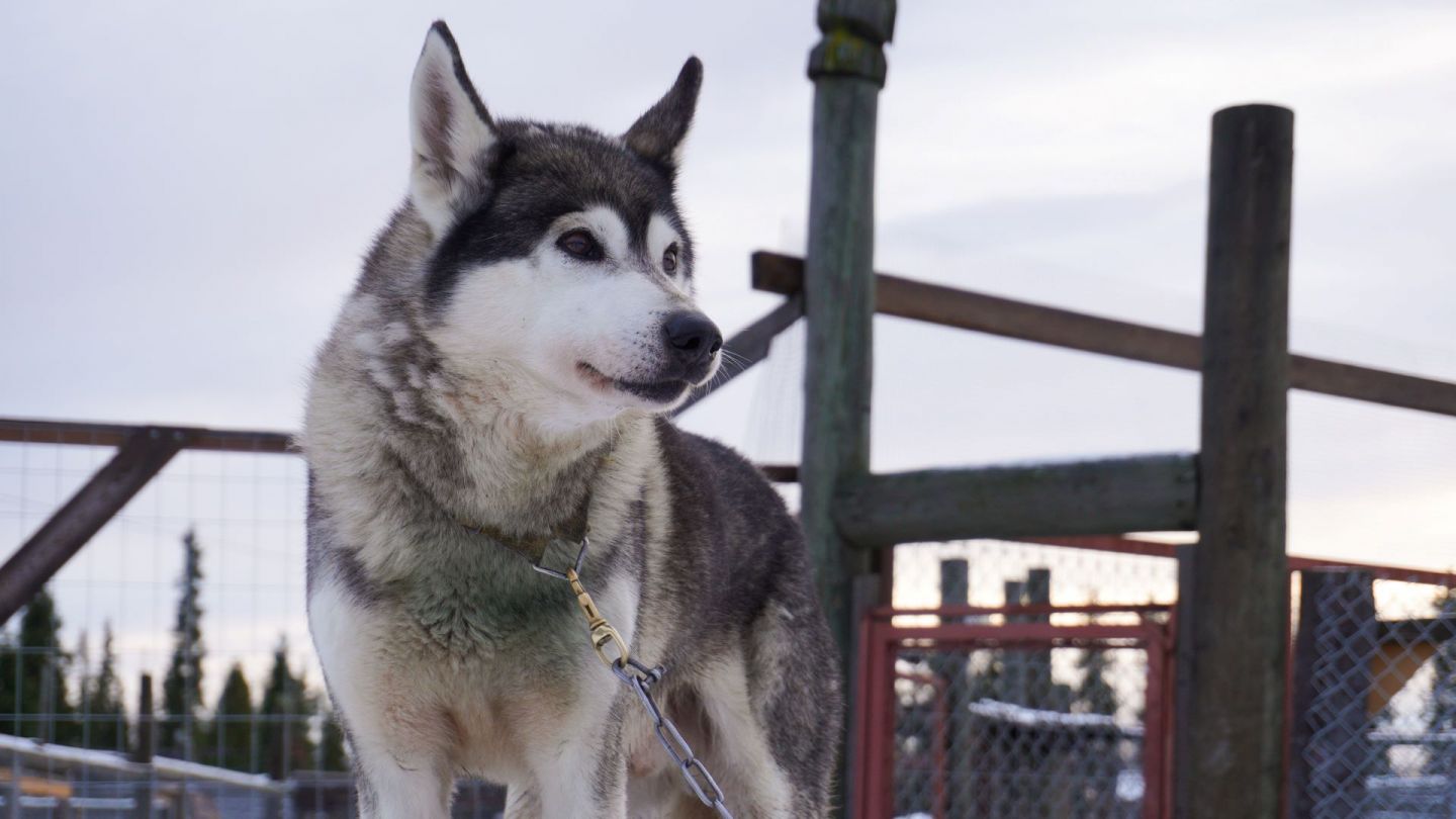 Husky dog in Harriniva, Muonio