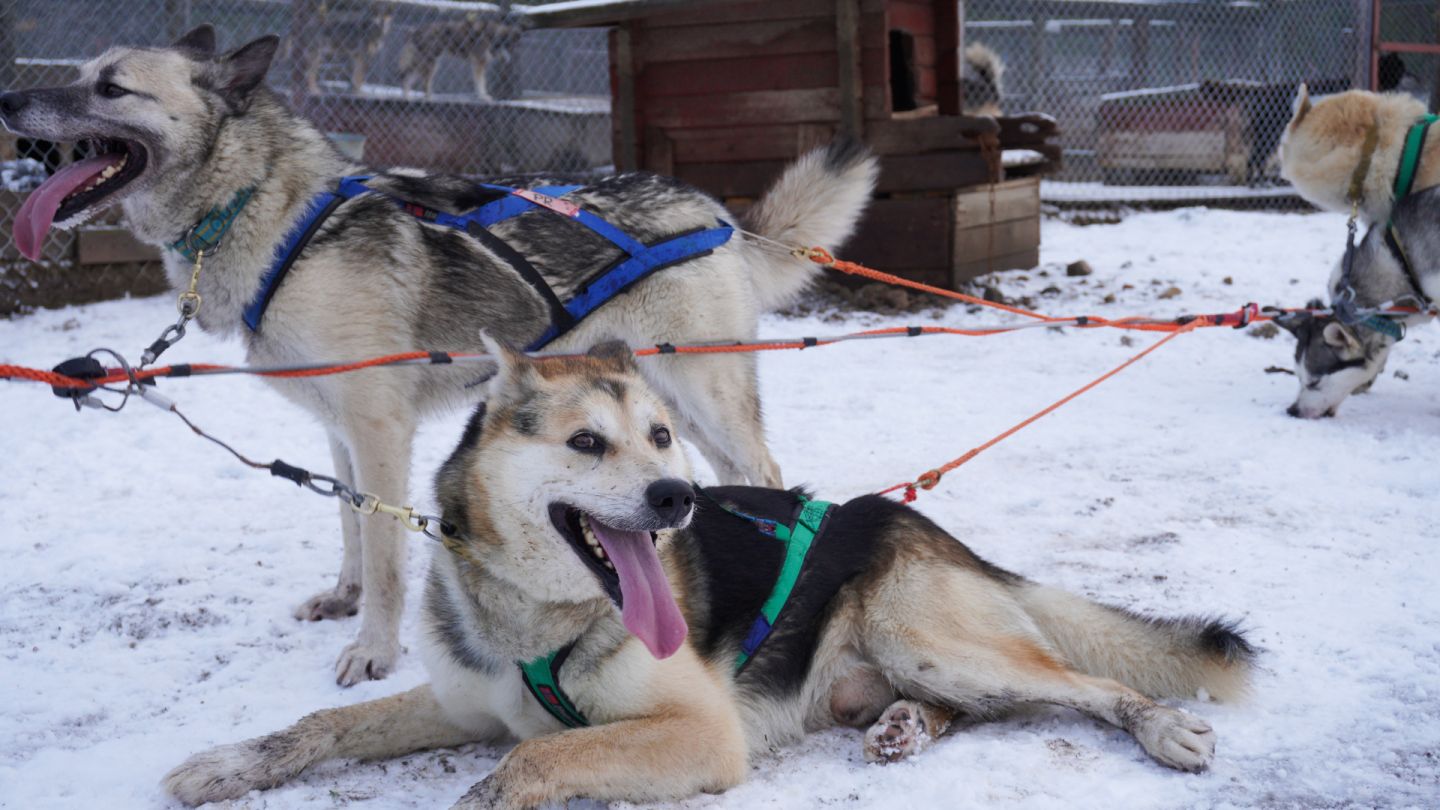 There are around 420 huskies in Harriniva's sleddog centre.