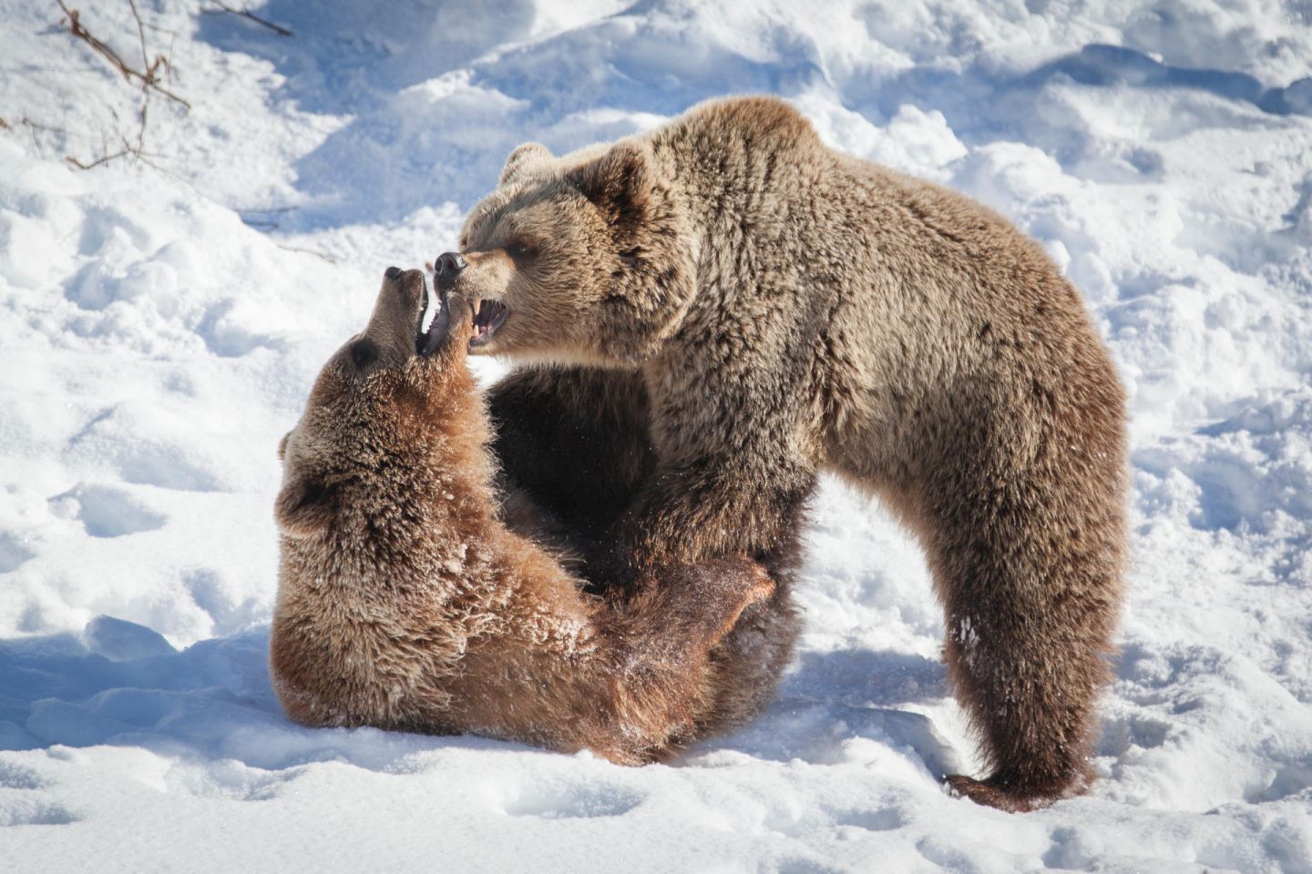 Brown bears, part of the Arctic wildlife you'll find in Finnish Lapland