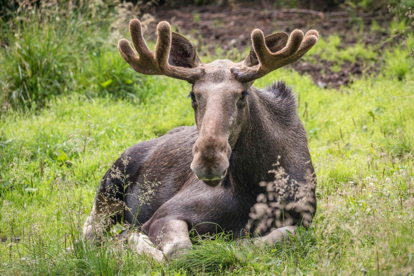 Moose, part of the Arctic wildlife you'll find in Finnish Lapland