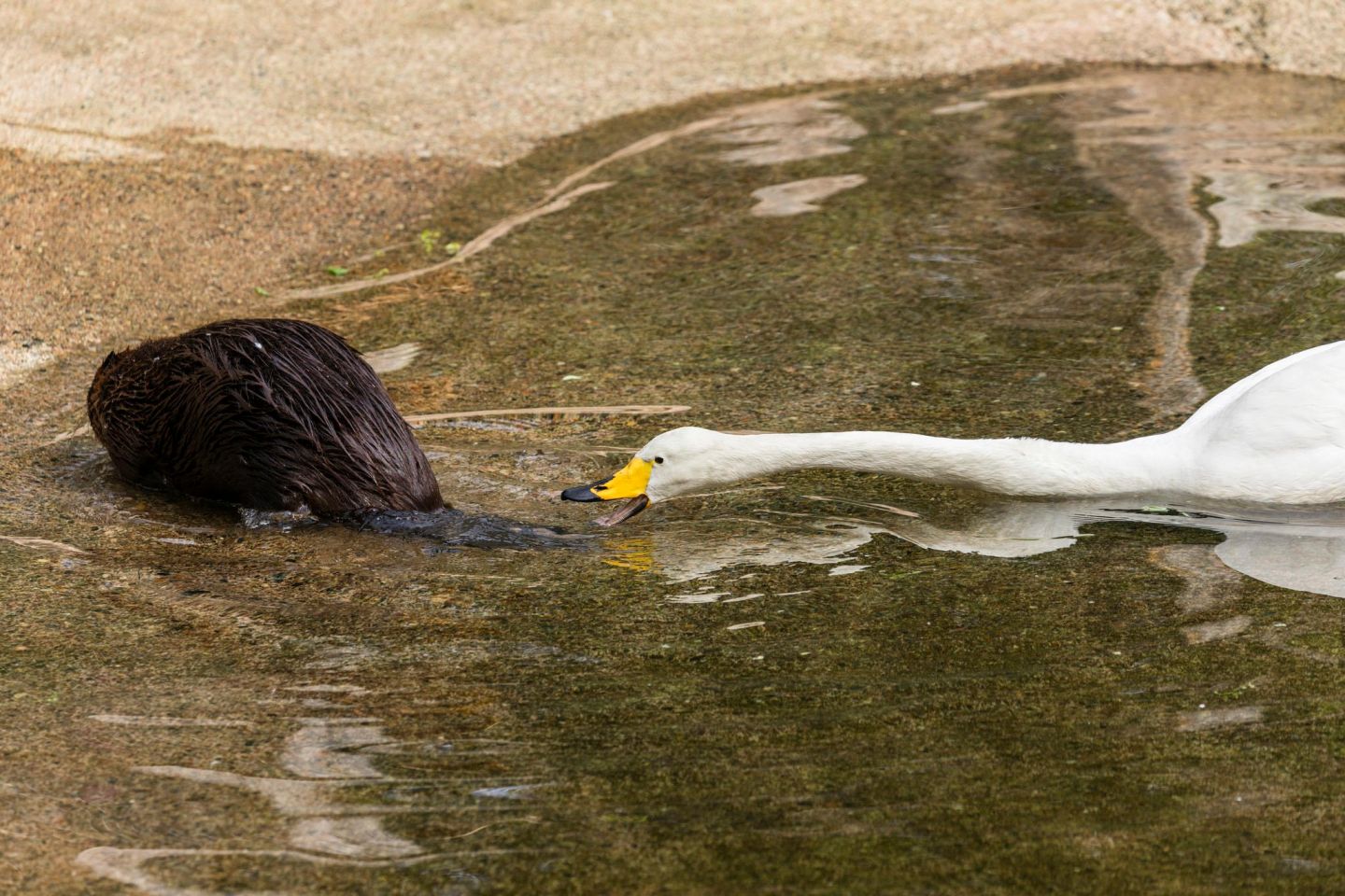 Beavers and swans, part of the Arctic wildlife you'll find in Finnish Lapland