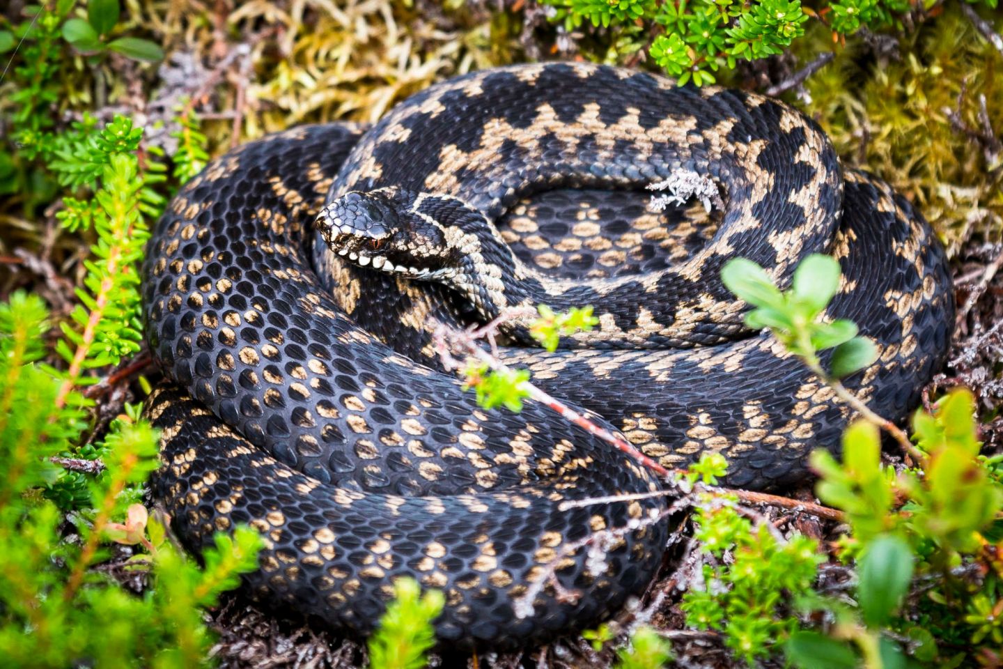 Snakes, part of the Arctic wildlife you'll find in Finnish Lapland