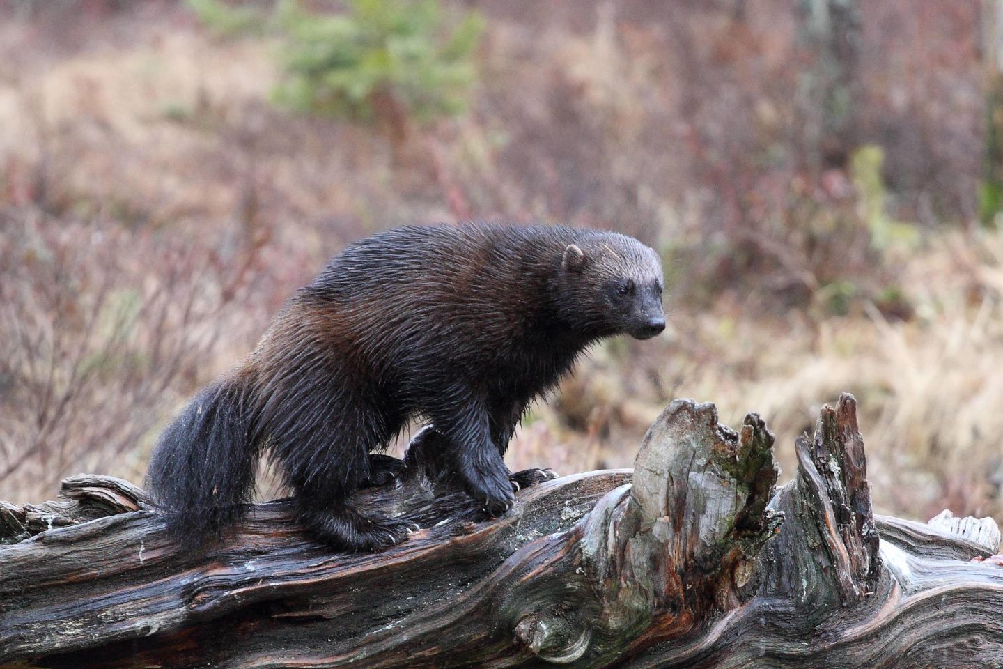 Wolverines, part of the Arctic wildlife you'll find in Finnish Lapland