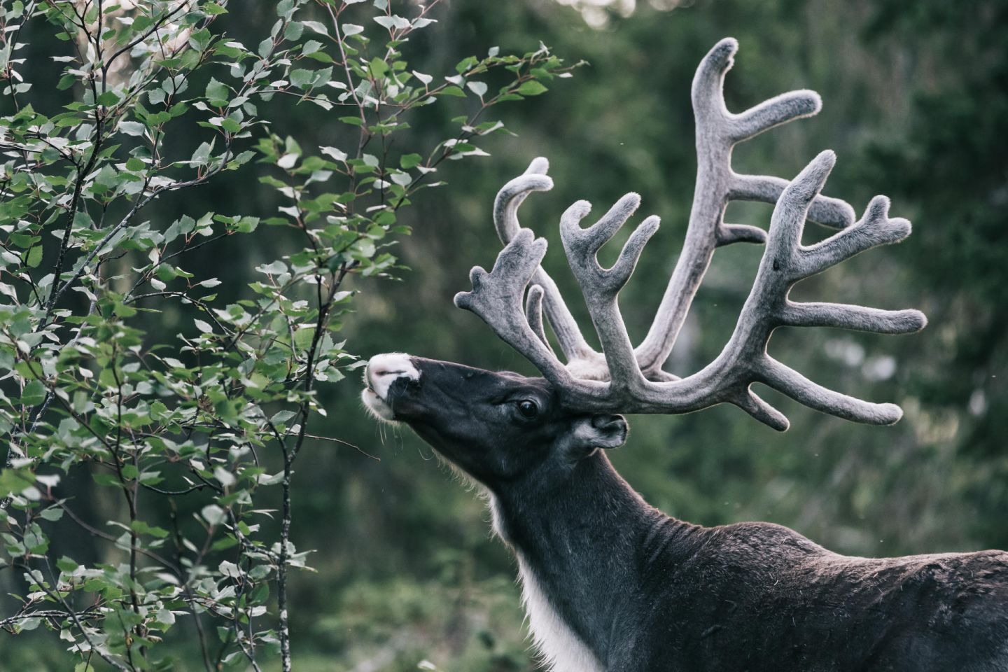 Reindeer, part of the Arctic wildlife you'll find in Finnish Lapland