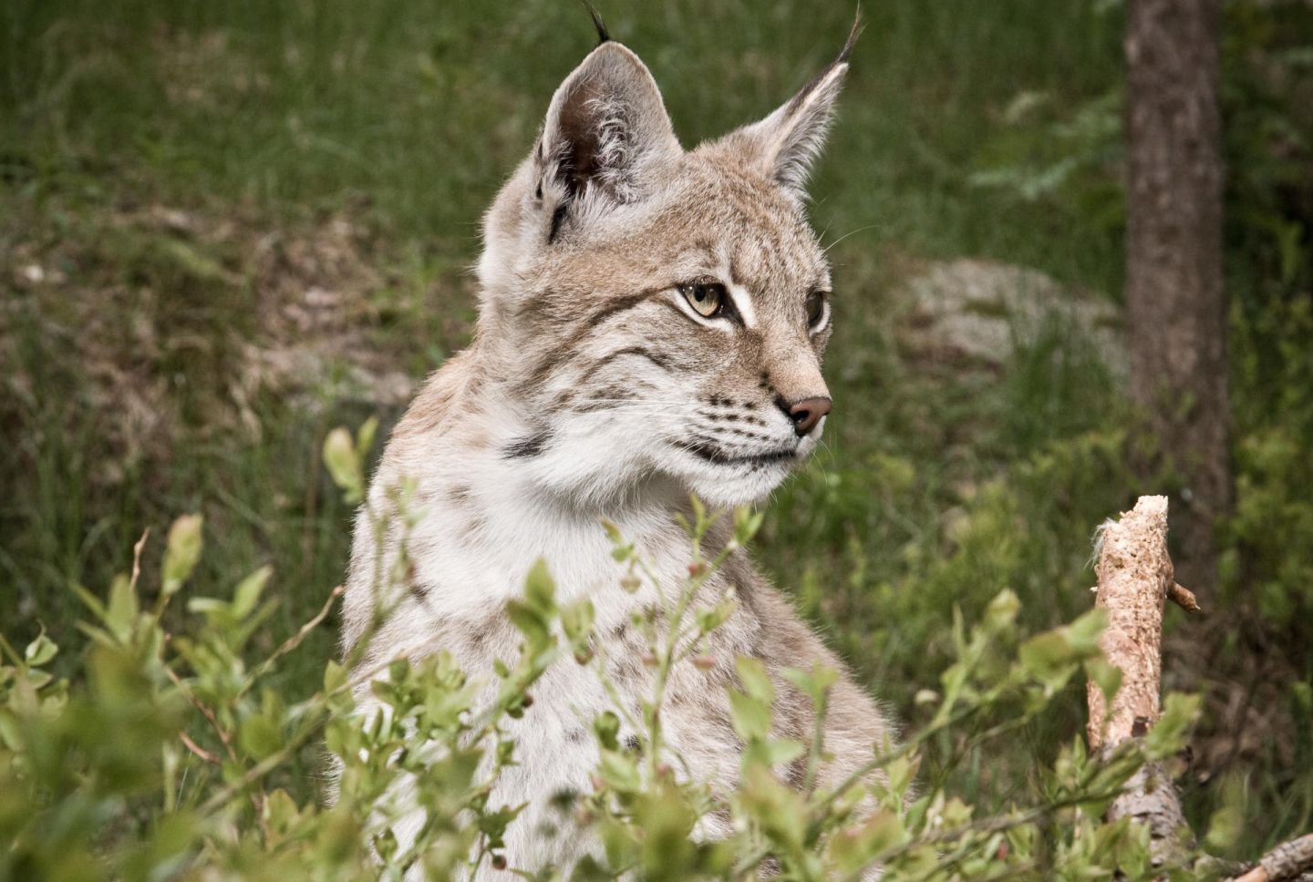 Lynxes, part of the Arctic wildlife you'll find in Finnish Lapland