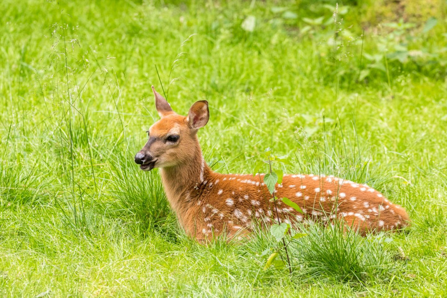 Deer, part of the Arctic wildlife you'll find in Finnish Lapland