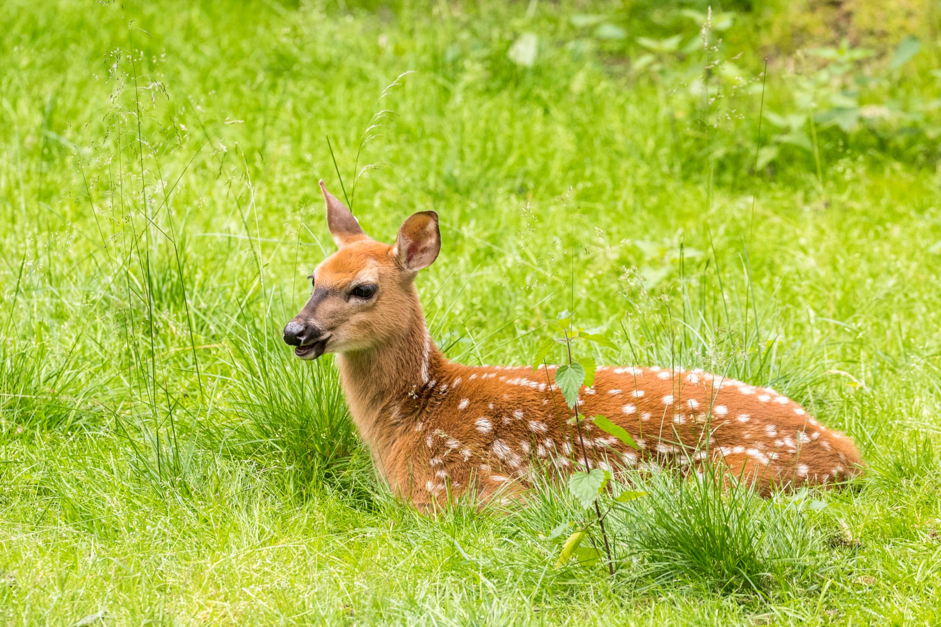 Arctic Wildlife the animals of Lapland Visit Finnish Lapland