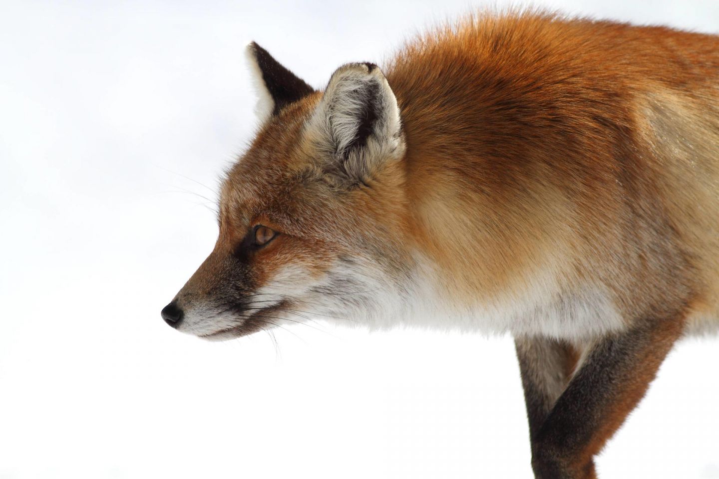 Foxes, part of the Arctic wildlife you'll find in Finnish Lapland