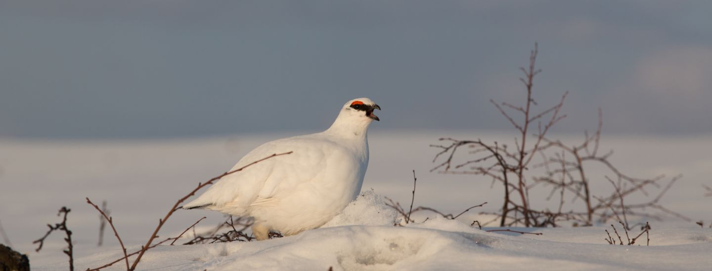 Snow ptarmigans, part of the Arctic wildlife you'll find in Finnish Lapland