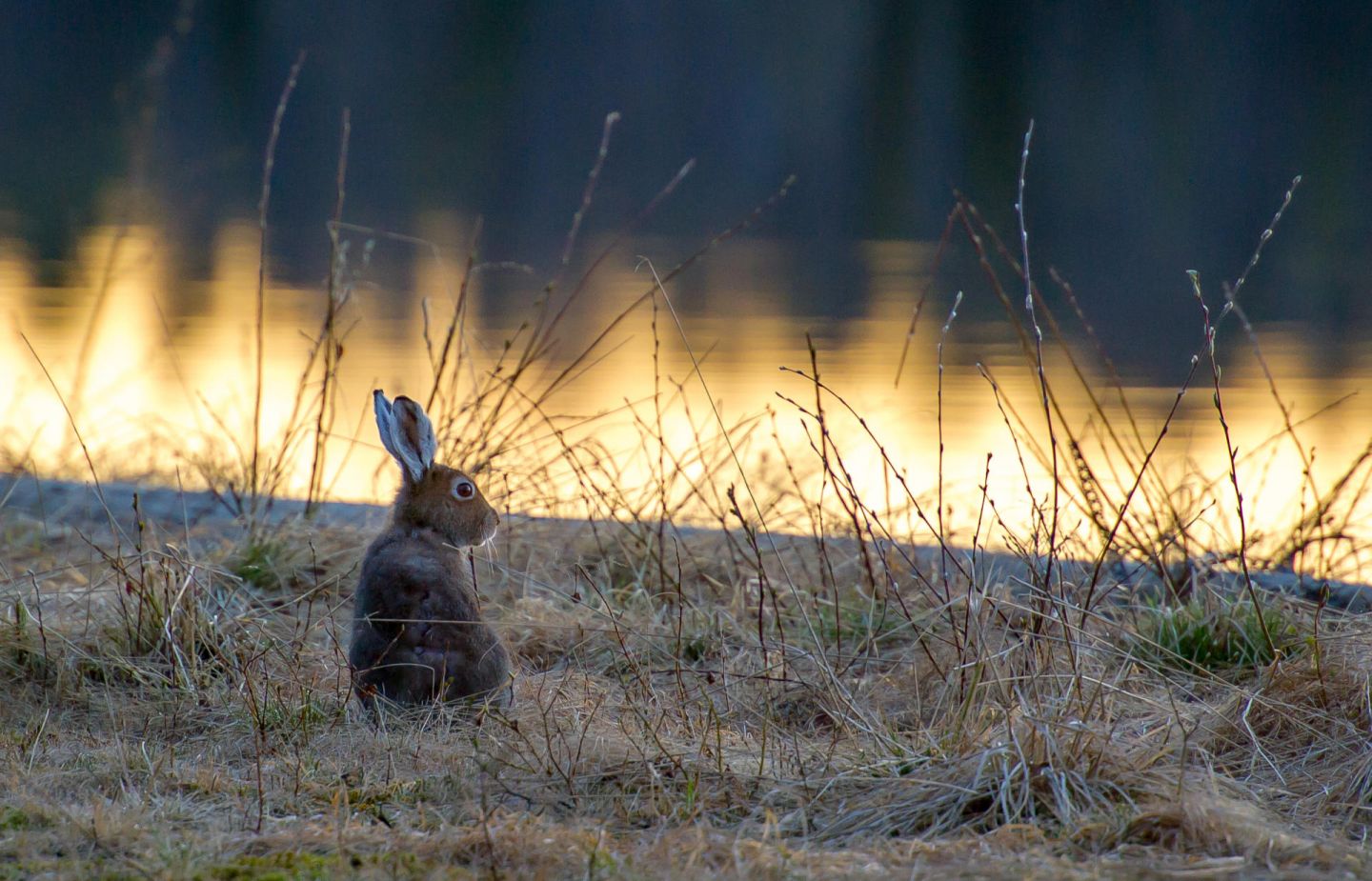 Hares, part of the Arctic wildlife you'll find in Finnish Lapland