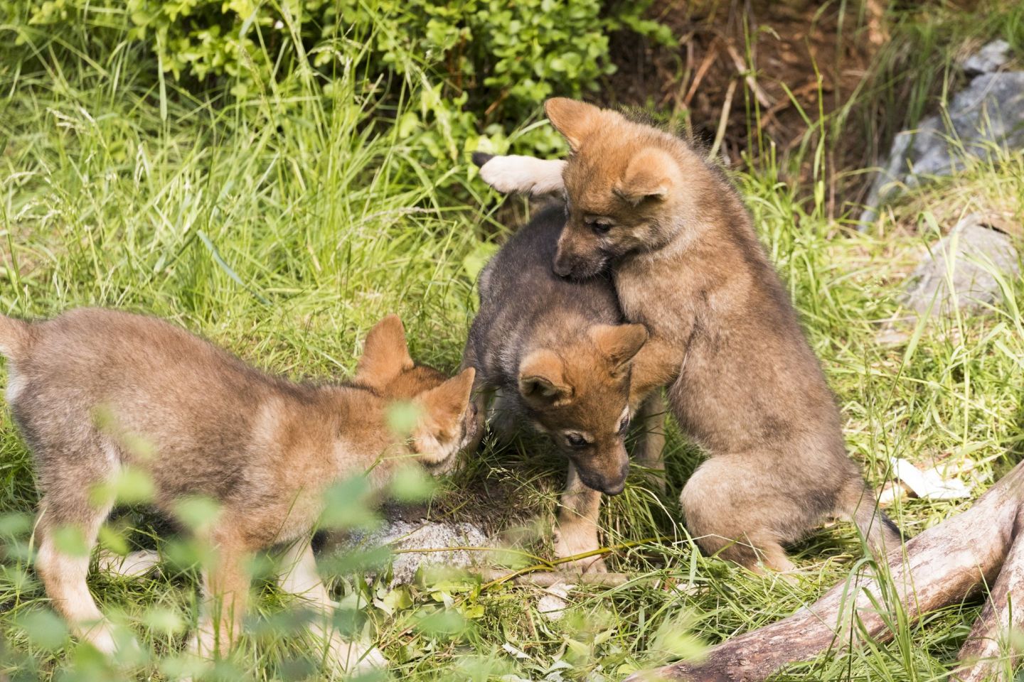 Foxes, part of the Arctic wildlife you'll find in Finnish Lapland