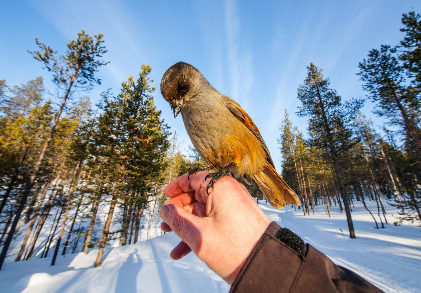 Siberian jays, part of the Arctic wildlife you'll find in Finnish Lapland