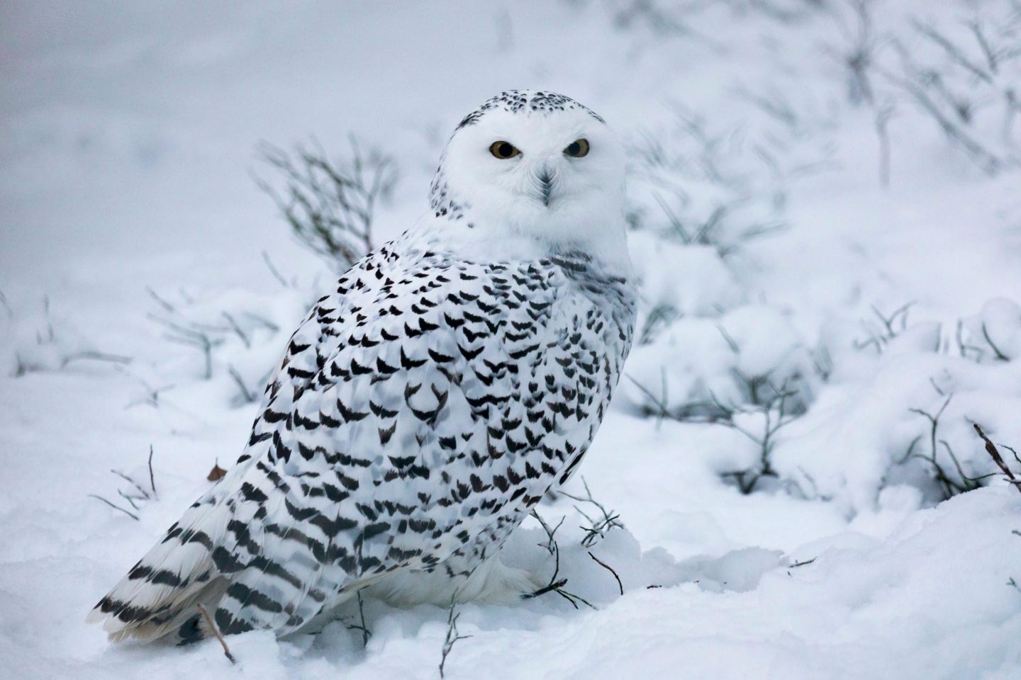 Snowy owls, part of the Arctic wildlife you'll find in Finnish Lapland