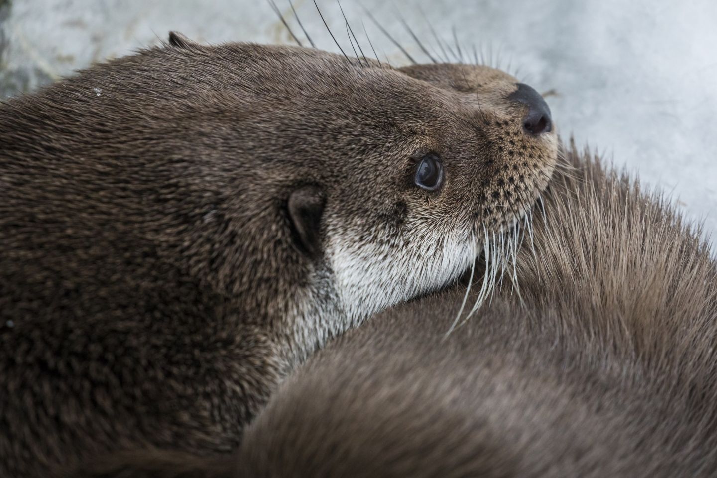 Otters, part of the Arctic wildlife you'll find in Finnish Lapland