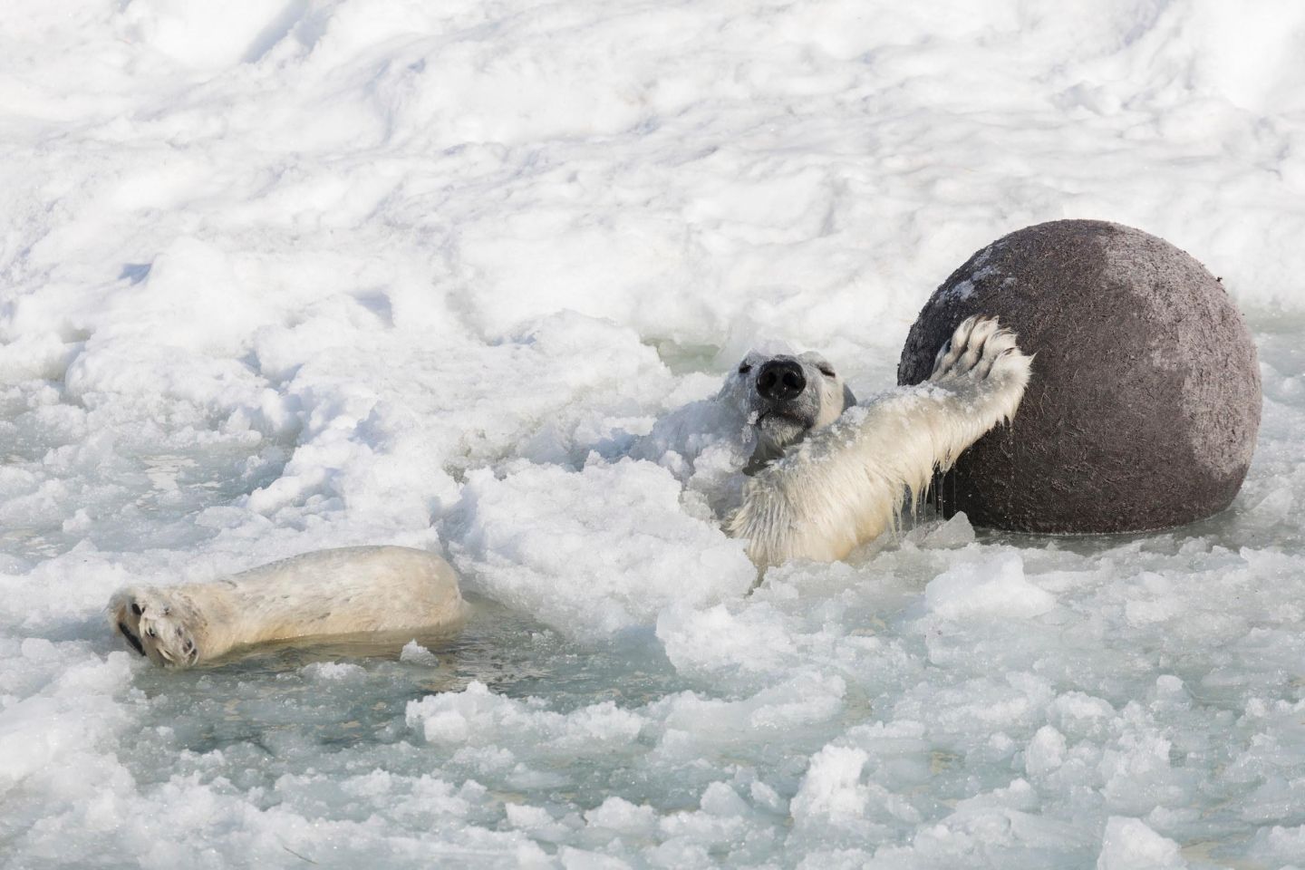 Polar bear enjoying the winter in Ranua, Finland