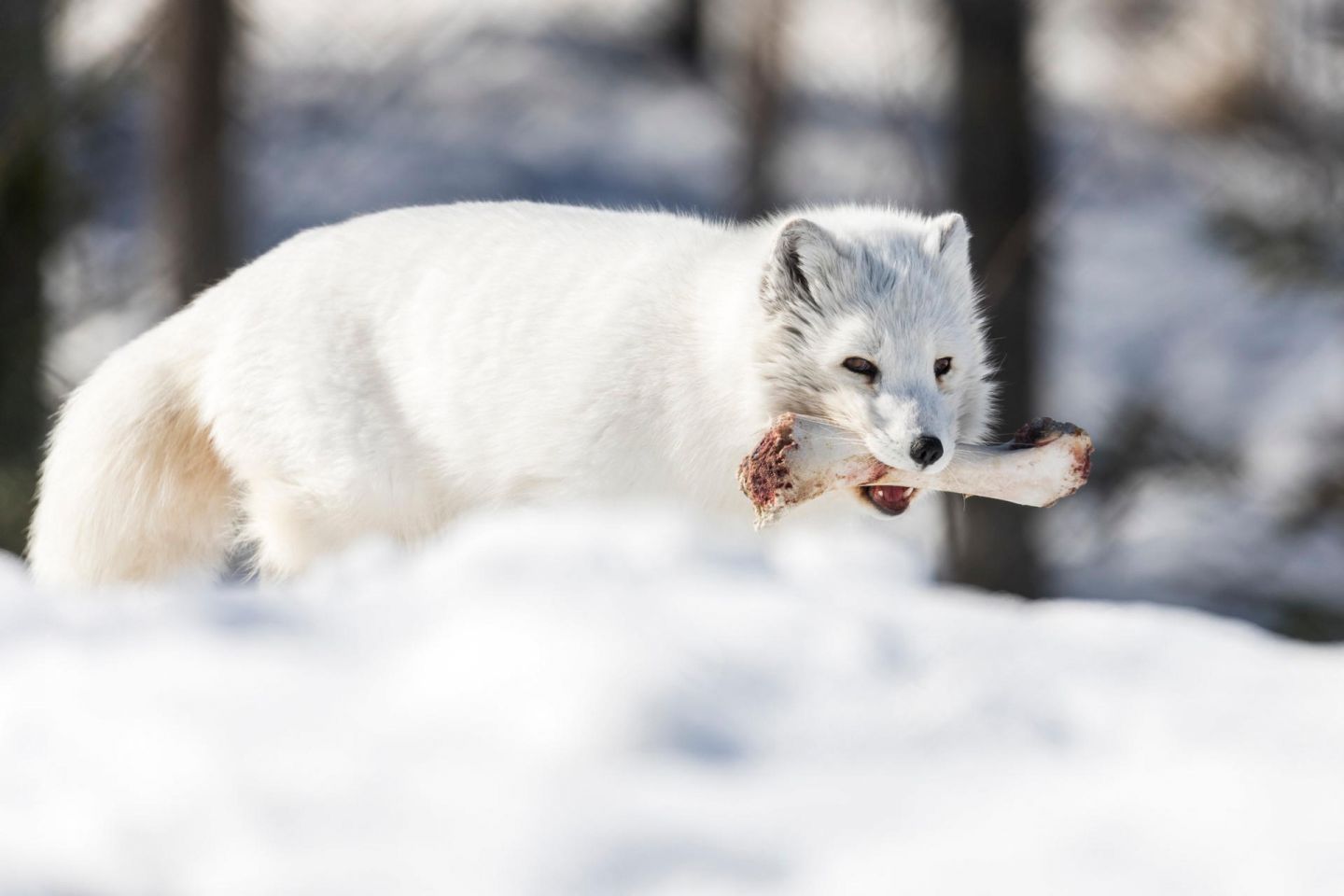 Arctic foxes, part of the Arctic wildlife you'll find in Finnish Lapland