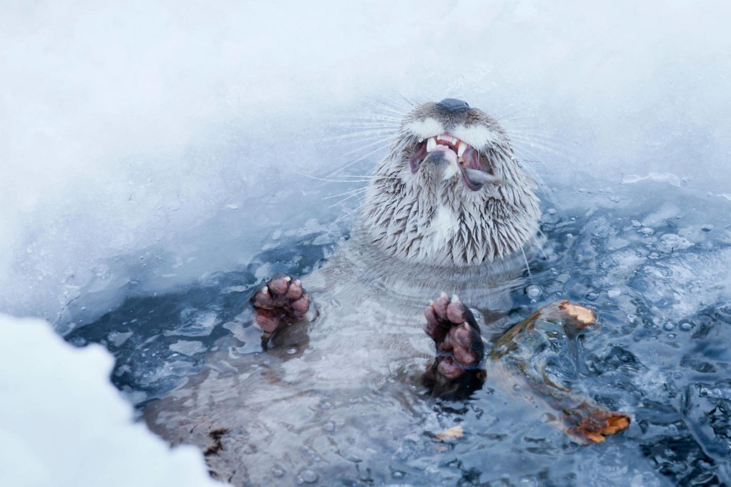 Happy otters, part of the Arctic wildlife you'll find in Finnish Lapland