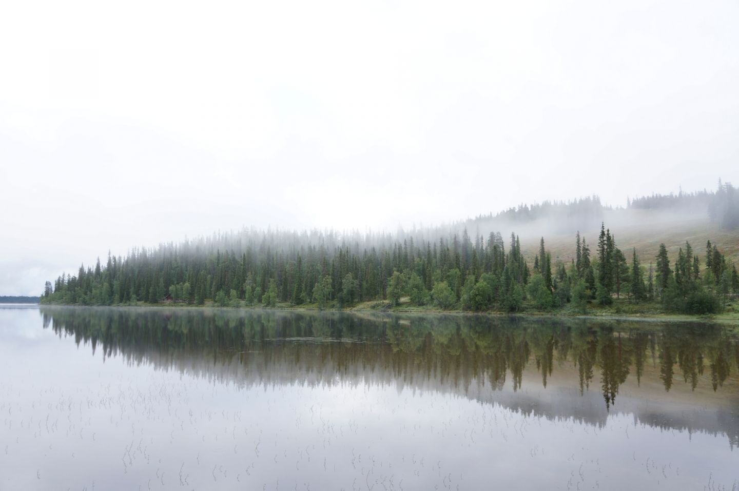 Mist rolls over the pines to the river in Lapland, Europe's last wilderness