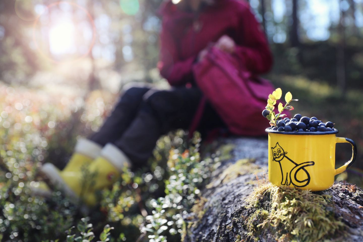 Picking berries in Lapland, Europe's last wilderness