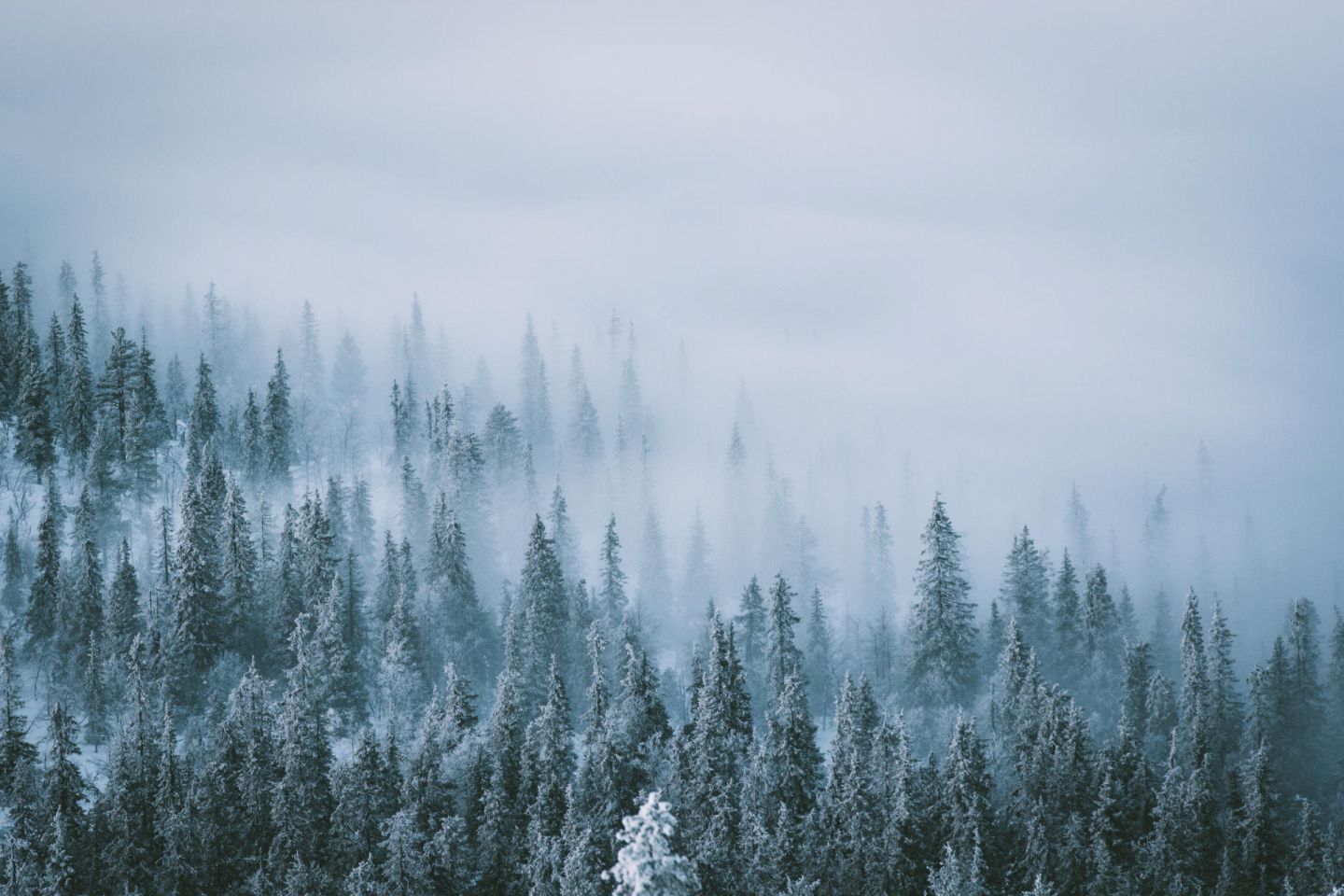 Mist rolls over the pines in Lapland, Europe's last wilderness