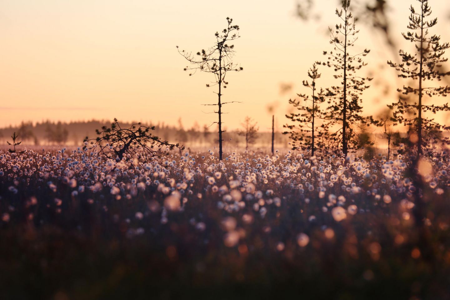 Sunset in Lapland, Europe's last wilderness