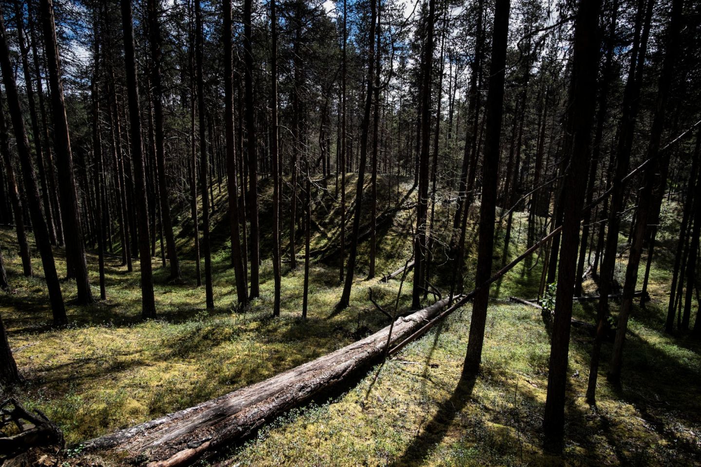 A forest view in Lapland, Europe's last wilderness