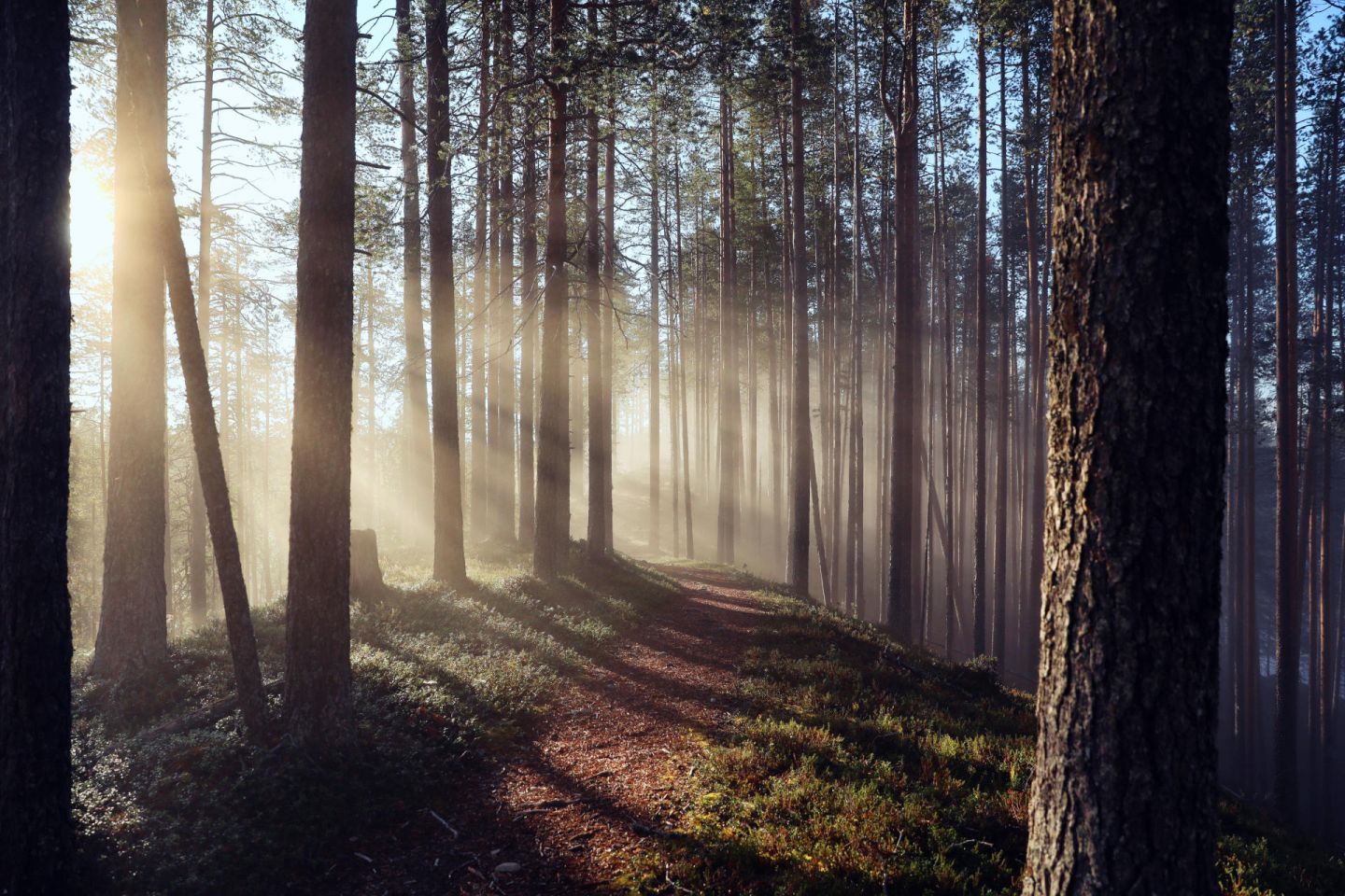 Beams of sunlight in the forests of Lapland, Europe's last wilderness