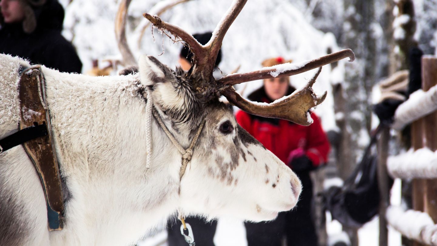 Poro Napapiirin porofarmilla Rovaniemellä Lapissa