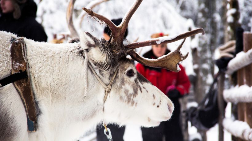 Reindeer at the Arctic Circle reindeer farm in Rovaniemi Lapland
