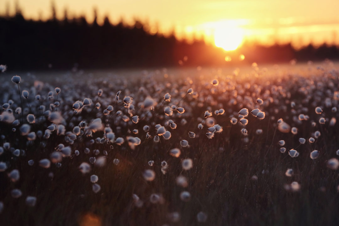 Midnight Sun over Lapland, Finland