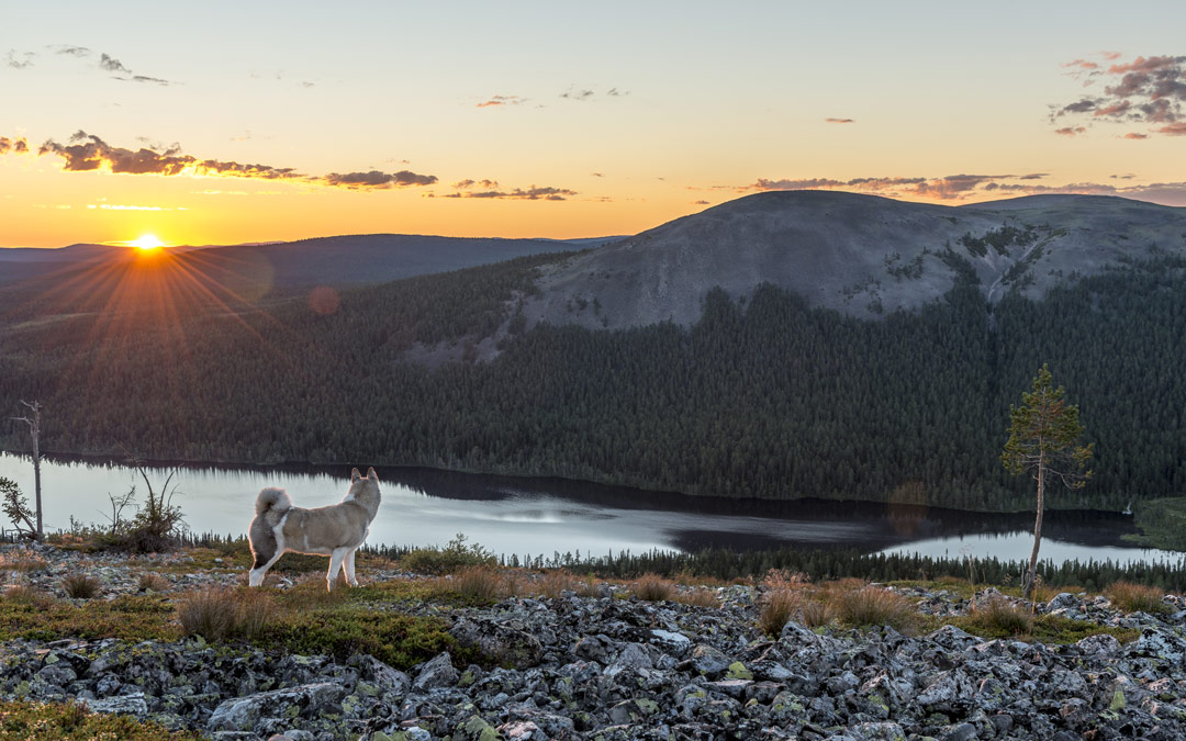 A dog watches the Midnight Sun in Lapland, Finland