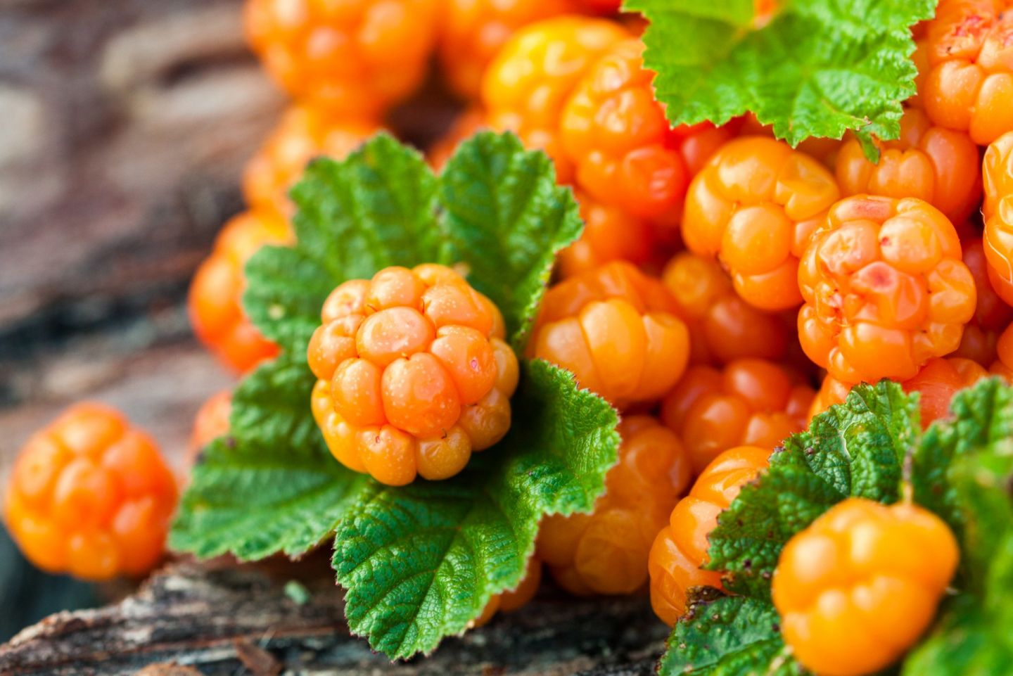 Autumn cloudberries in Ranua, Finland