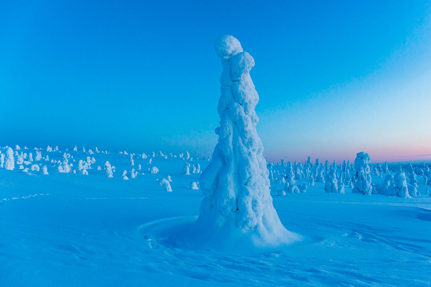 Blue moment and snow-crowned trees in Riisitunturi National Park in Posio, a Finnish Lapland filming location