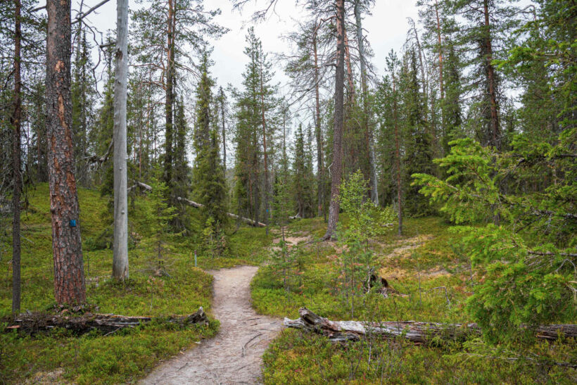 The river, forest and ravine at Salmijoki river in Salla, a Finnish Lapland filming location