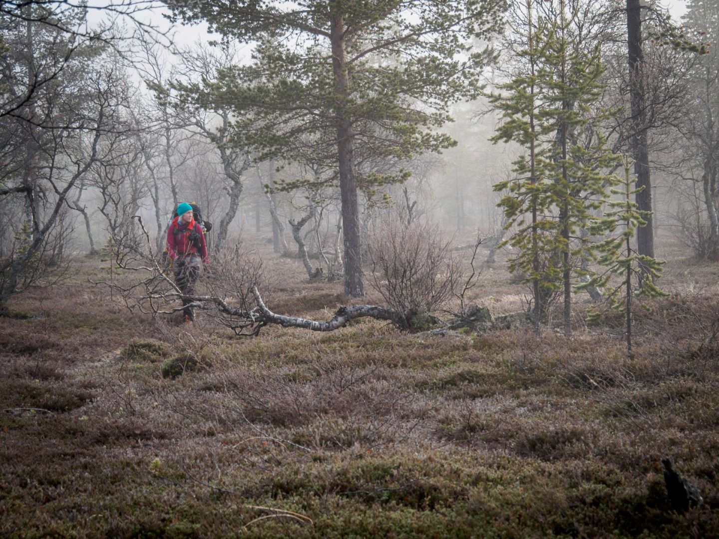 A hiker in the frosty last days of autumn in UKK National Park in Finland