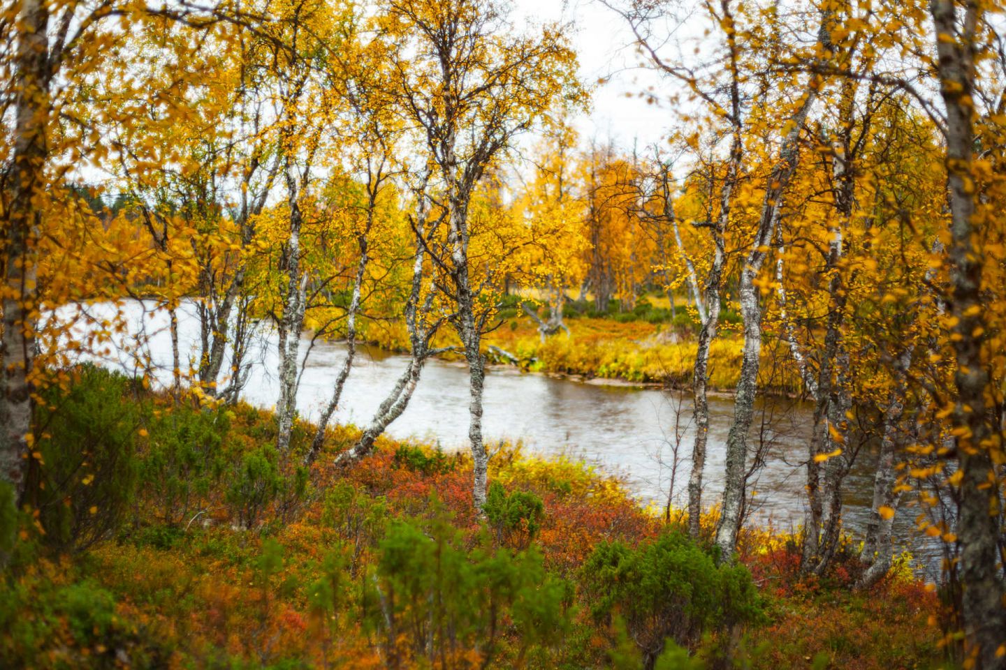 A river in Savukoski, Finland in autumn