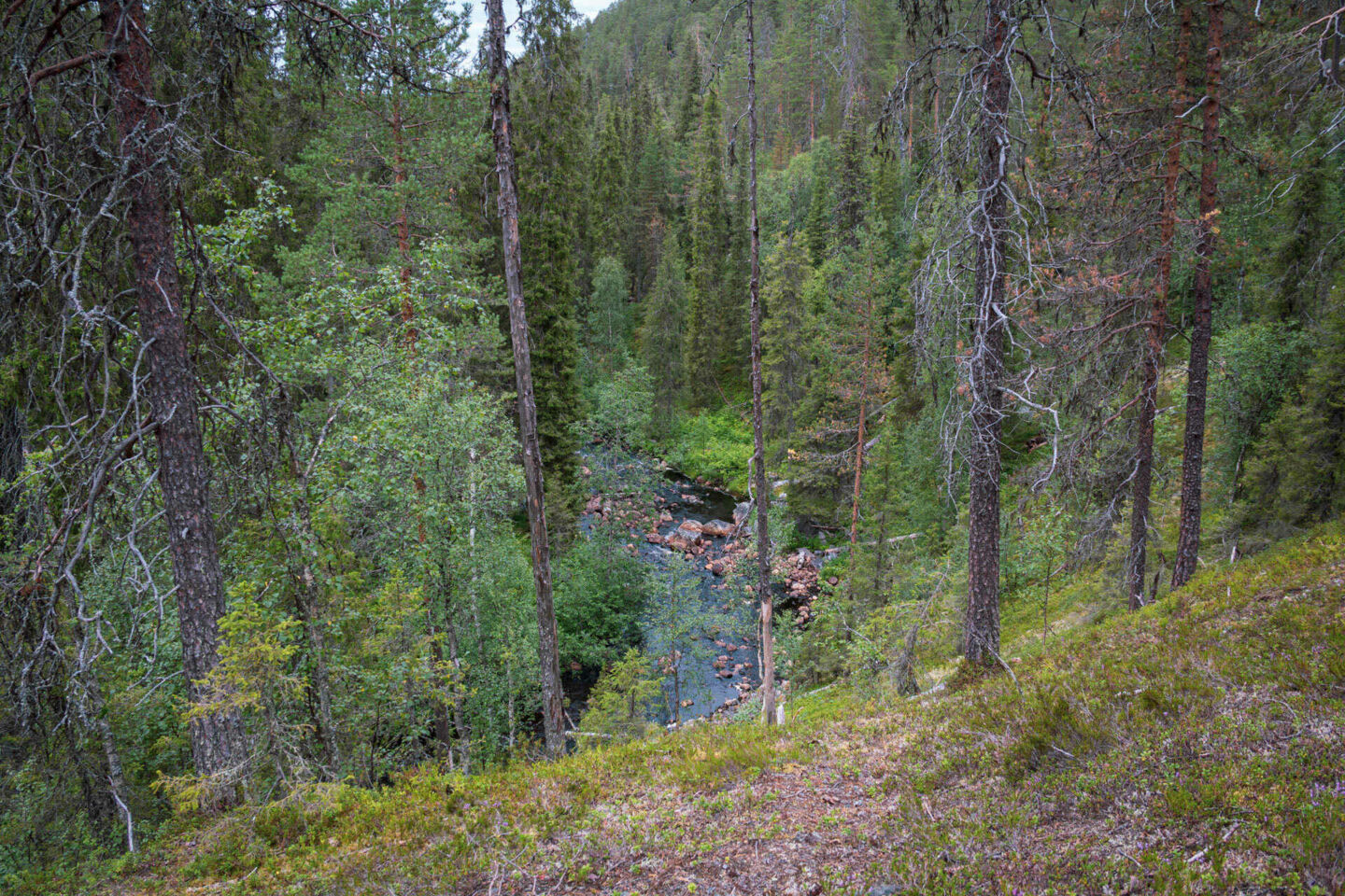 The river, forest and ravine at Salmijoki river in Salla, a Finnish Lapland filming location